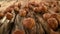 Rolling whole hazelnuts placed on wooden planks