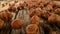 Rolling whole hazelnuts placed on wooden planks