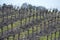 Rolling winter vineyard with green grass