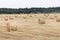 Rolls of harvested forage grass, crows and a tractor