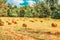 Rolls of hay lie in a collapsed large sloping field