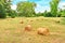 Rolls of hay lie in a collapsed large sloping field.