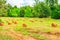 Rolls of hay lie in a collapsed large sloping field.