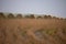 Rolls of hay stacked in agricultural field