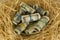Rolls of hundred US dollar bill laying in bird nest . Concept of retirement nest egg or savings