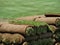 Rolls of Sod on a Turf Farm