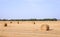 Rolls of straw in the field after harvesting wheat.