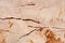 Roma Imperiale - natural calcite background in gentle light beige color, texture for your new attractive design look.