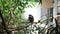 ROMA, ITALY - JULY 2019: Little monkeys in the aviary in the zoo