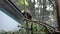 ROMA, ITALY - JULY 2019: Little monkeys in the aviary in the zoo