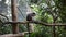 ROMA, ITALY - JULY 2019: Little monkeys in the aviary in the zoo