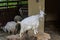 ROMA, ITALY - JULY 2019: Mountain goats in the aviary in the zoo
