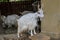 ROMA, ITALY - JULY 2019: Mountain goats in the aviary in the zoo