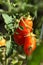 Roma Tomatoes On The Vine