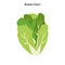 Romain lettuce illustration