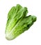 Romain Lettuce isolated on white