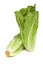 Romaine lettuce