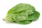 Romaine lettuce