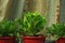 Romaine Lettuce and Chrysanthemum coronarium