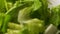 Romaine lettuce, closeup shot.