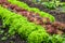 Romaine lettuce at cultivation field