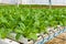 Romaine lettuce Hydroponic plantation