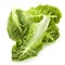 Romaine Lettuce Leaves