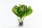 Romaine lettuce plant in a pot and plastic wrap for sale. Isolated on white background. Fresh green salad with roots