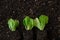 Romaine lettuce seedlings with rhizomes on the ground. Lettuce plant set . Growing pure bio vegetables in your own