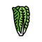 romaine salad food color icon vector illustration