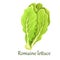 Romaine salad lettuce plant