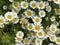 Roman Bertram, Anacycle pyrethrum