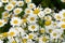 Roman Bertram, Anacycle pyrethrum