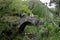 Roman bridge over the Deglio canal in the Apuan Alps