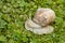 Roman, Burgundian or Edible Snail (Helix pomatia)