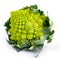 Roman Cabbage Isolated