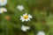 Roman chamomile, Chamaemelum nobile