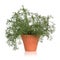 Roman Chamomile Herb Plant