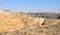 Roman Columns - Jerash, Jordan