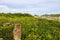 Roman era ruins amongst spring wildflowers, Dougga, Tunisia