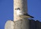 Roman forum rome Italy archaeology ruins seagull trajan's column