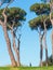 Roman Pine Trees