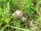 Roman snail or Burgundy snail with light brownish shell on the ground surrounded with grass. One of Europe`s biggest species of