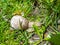 Roman snail or Burgundy snail with light brownish shell on the ground surrounded with grass. One of Europe`s biggest species of