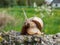 Roman snail or Burgundy snail with light brownish shell on the rock with blurred countryside landscape background. One of Europe`