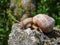 Roman snail or Burgundy snail with light brownish shell on the rock with blurred green background. One of Europe`s biggest specie