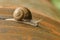 Roman snail, Burgundy snails