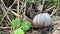 Roman snail crawls through the meadow to the goutweed