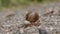 A Roman snail crawls slowly over a sandy path in fast motion