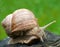 Roman snail in garden